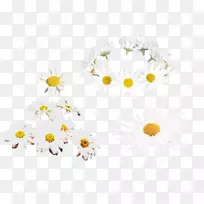 花卉设计艺术创意菊花