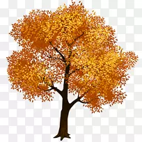 剪贴画png图片秋天树图像树