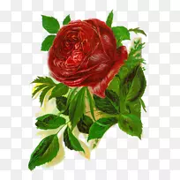 剪贴画玫瑰插图图像-玫瑰