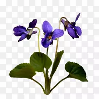 潘西紫罗兰花图像png图片.紫色