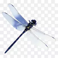 蜻蜓图片甲虫