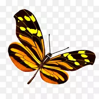 蝴蝶昆虫png图片图像Mariposa-下载