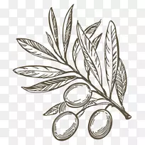 橄榄枝画橄榄油地中海菜