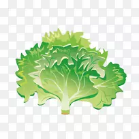蔬菜沙拉图片冰山生菜-新鲜绿色
