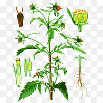 蒲公英、鬼针草、黑皮药用植物、草本植物-蒲公英