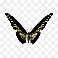 蝴蝶毛茸茸的蝴蝶蛾形像波波莱塔-蝴蝶
