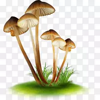绘制假蜂蜜真菌食用菌便携网络图.蟾蜍