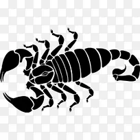 蝎子图形插图剪贴画封装后记蝎子
