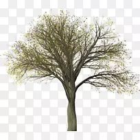 榆树插图图像植物.树
