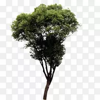 杉木青海树下载松绿树