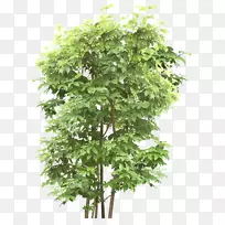 图形树图像设计png图片.绿色树