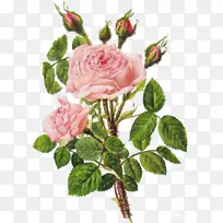 植物学插图花园玫瑰植物学花卉设计