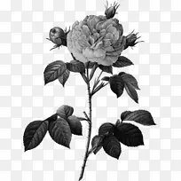 花园玫瑰，卷心菜，玫瑰花，玫瑰，罗莎‘伟大少女的脸红’绘画-绘画