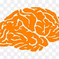 人体脑图形png网络图.脑标志