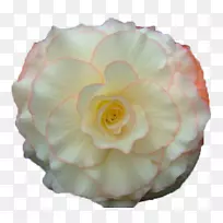 花园玫瑰花束赠予动画-花