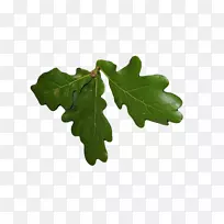 叶橡树植物移动式网络图形树-叶