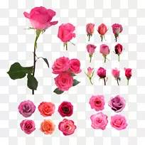 花园玫瑰沙滩玫瑰静物：粉红色玫瑰，花-花