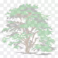 剪贴画图形雪松树橡树
