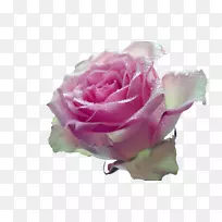 花园玫瑰粉红桌面壁纸桌面比喻花玫瑰
