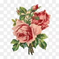 花园玫瑰花卉设计画框.玫瑰
