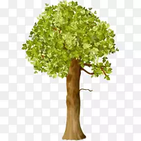 灌木-从树枝到植物-树
