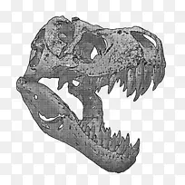 暴龙恐龙头骨艺术品-头骨