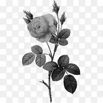 苔藓玫瑰，白色玫瑰，约克花园玫瑰，苔藓，摄影-绘画