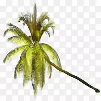 棕榈树png图片剪辑艺术椰子图像.椰子