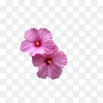 迷迭香纳弗博客植物花瓣科-花朵