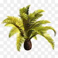 巴巴苏棕榈树椰子夹艺术棕榈油椰子
