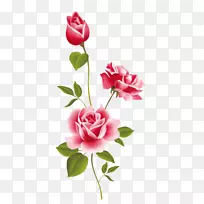 玫瑰花墙贴花图案墙纸-牡丹