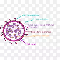 m1蛋白病毒核酸禽流感病毒显微照片