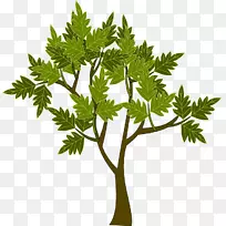 乔木星木兰枝灌木形象-绿色