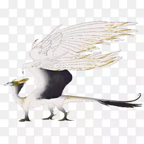 秃鹰喙插图动物群羽毛年龄框架