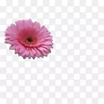 菊花超长菊切花粉红色m-gerbera