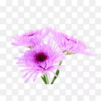 紫红色菊花紫罗兰色-生命