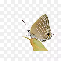 毛茸茸的蝴蝶，蛾类动物，害虫-蜻蜓