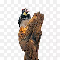 啄木鸟Dendrocopospng图片象形科动物