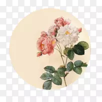 植物插图-花卉设计-玫瑰花意象
