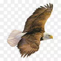 png图片秃鹰gif图像-鹰