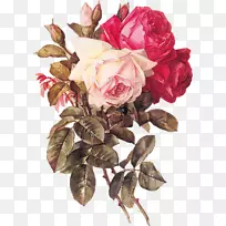 明信片图案明信片花卉图案由蓝星首屈一指(文具)玫瑰花
