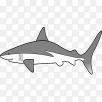 安魂曲鲨鱼剪贴画灰礁鲨鱼威胁展示-鲨鱼
