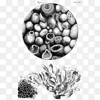 显微显微镜细胞植物图解发现-显微镜