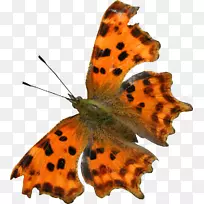 蝴蝶便携网络图蛹图像昆虫复制