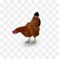 公鸡png图片莱霍恩鸡图像透明度-鸡糙米