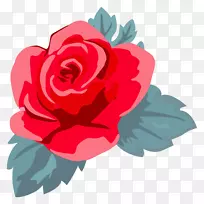 花园玫瑰插图插花艺术卷心菜玫瑰