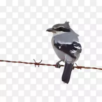 美洲麻雀喙动物羽毛工作