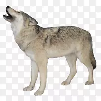 狗-红狐北极狼png图片.狗