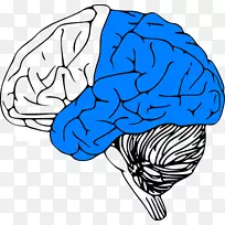 人脑工程人体后脑剪贴画轮廓