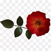 花园玫瑰，剪贴画，花卉设计-干玫瑰